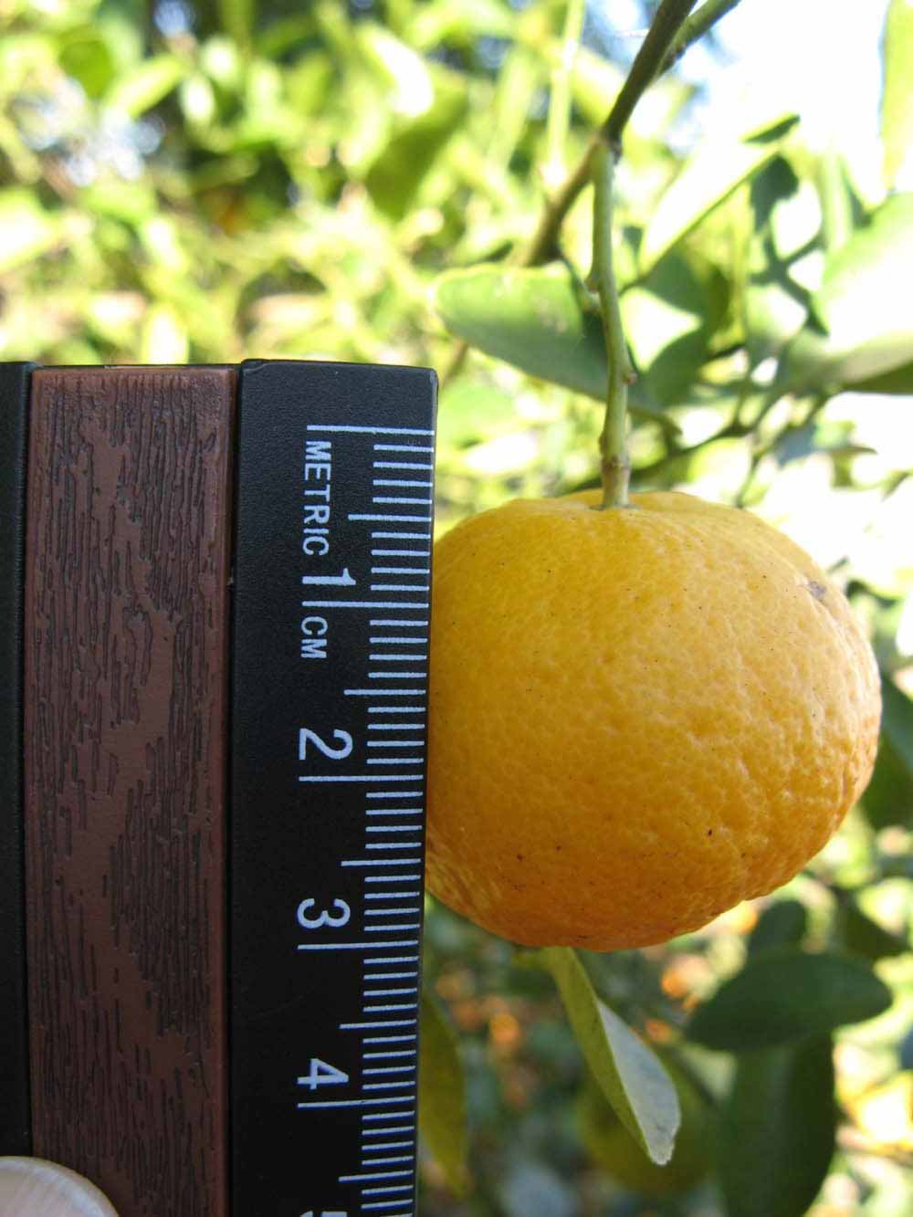              Fruit (Winter Haven, FL)       